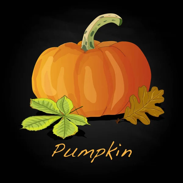 Pumpkin  illustration isolated on white. — Stock Photo, Image