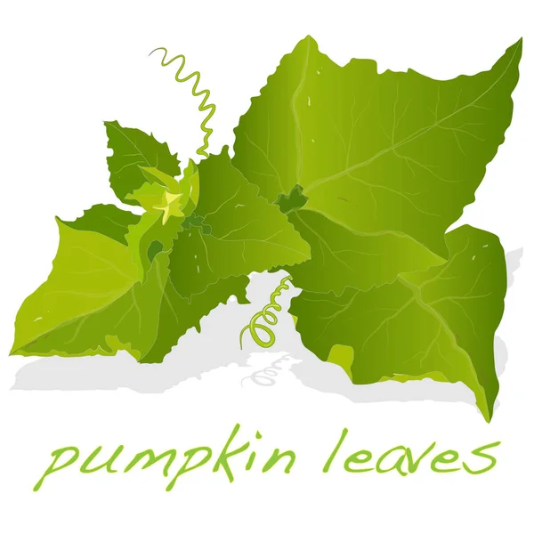 Ілюстрація з гарбузового листя ізольована на білому . — стокове фото