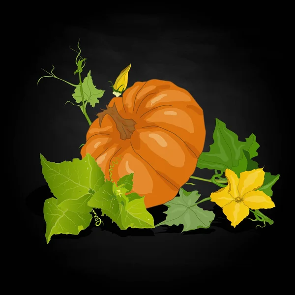 Ilustración de calabaza aislada en blanco . — Foto de Stock