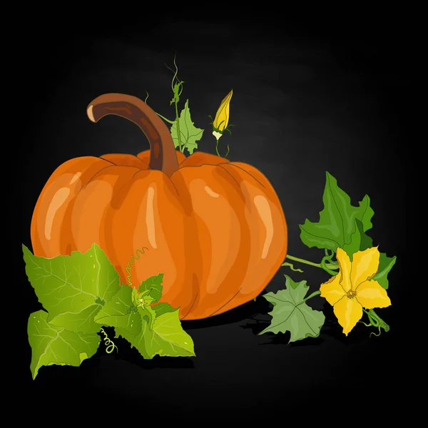 Pumpkin  illustration isolated on white. — Stock Photo, Image