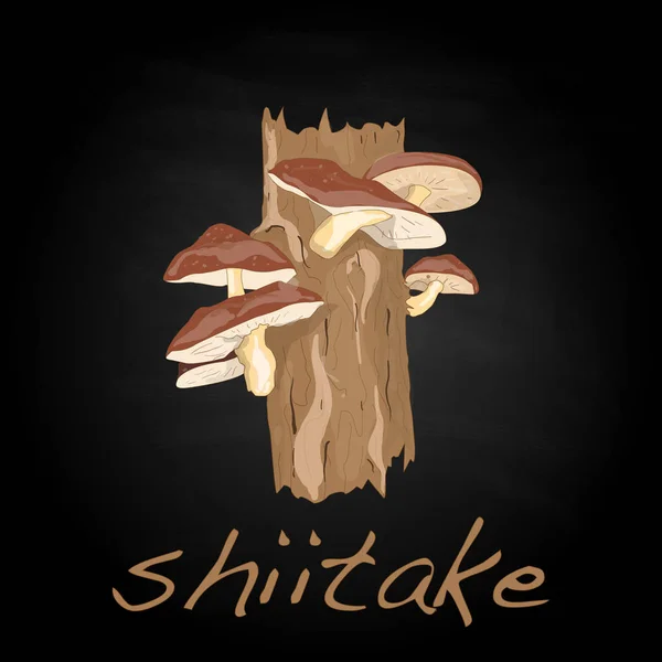 Shiitake illusztráció elszigetelt fehér. — Stock Fotó