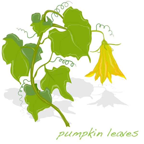 Pumpa blad illustration isolerade på vit. — Stockfoto