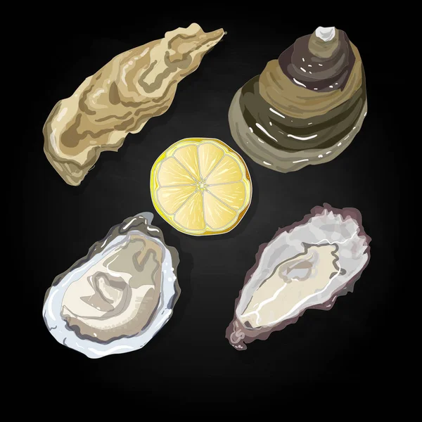 Ilustração de conchas marinhas isoladas em branco . — Fotografia de Stock