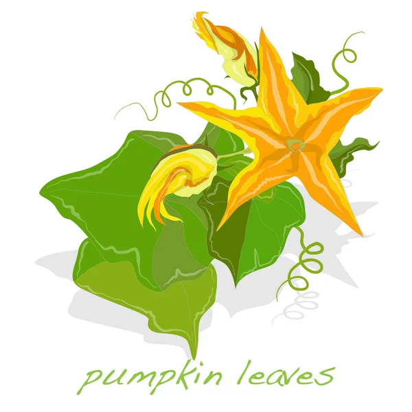 Ілюстрація з гарбузового листя ізольована на білому . — стокове фото