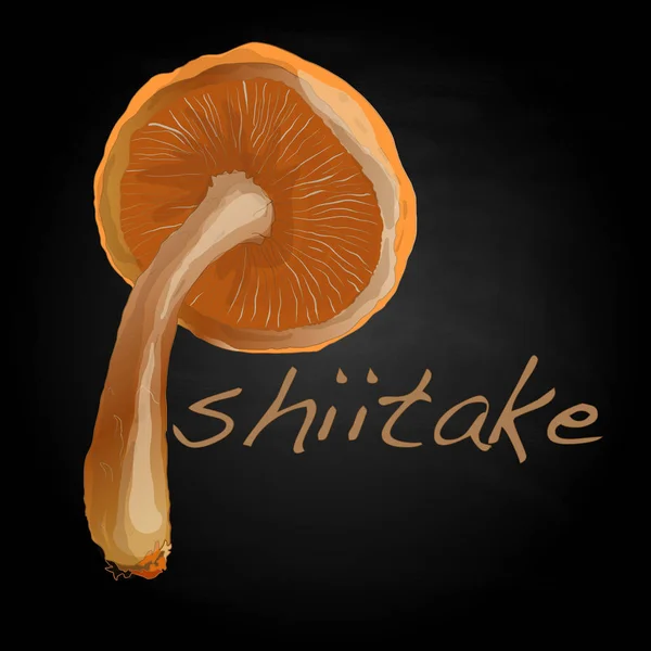 Shiitake  illustration isolated on white. — Stock Photo, Image