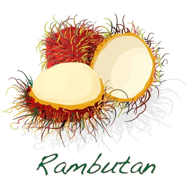 Рамбутан. ілюстрація, ізольовані на білому. — стокове фото
