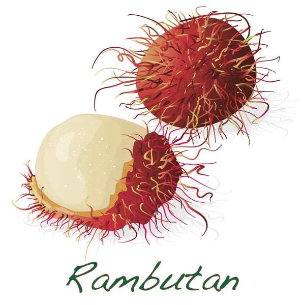 Rambutan. εικονογράφηση που απομονώνονται σε λευκό. — Φωτογραφία Αρχείου