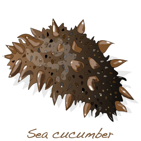 Zee komkommer-illustratie geïsoleerd op wit. — Stockfoto
