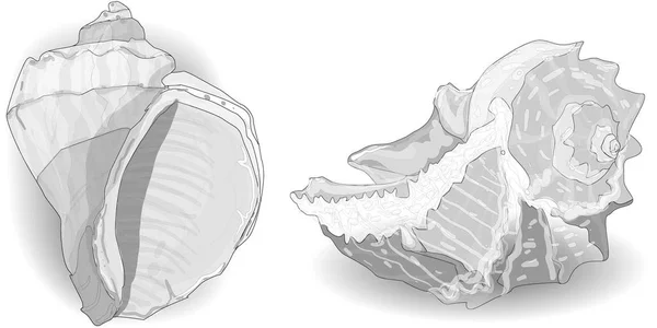 Иллюстрация коллекции Seashell, изолированная на белом . — стоковое фото