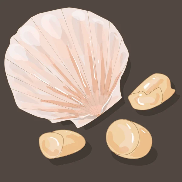 Scallop illustration isoleret på hvid . - Stock-foto