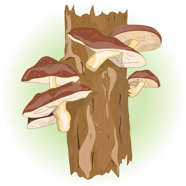 Shiitake mushroom growing on trees — Stock Photo, Image