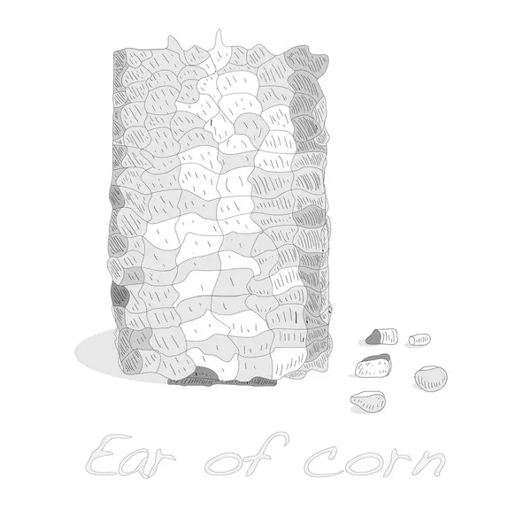 Maïs op de kolf kernels — Stockfoto