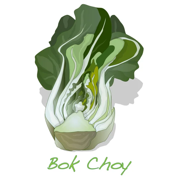 Bok choy vegetabiliska illustration isolerade på vit. — Stockfoto