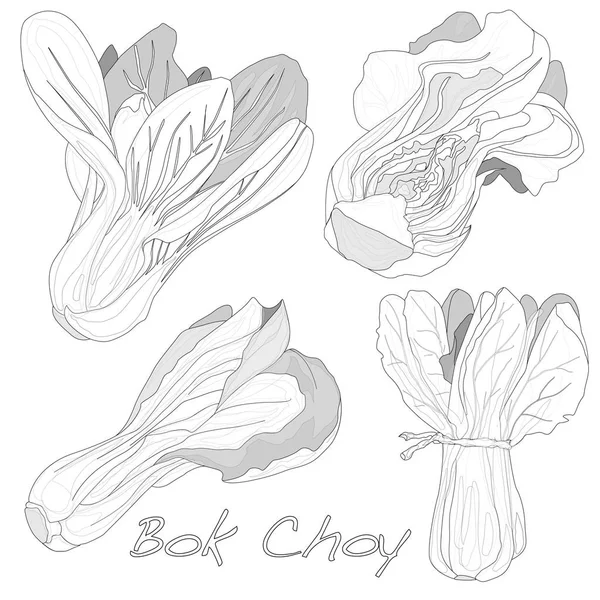 Bok choy vegetable illustration isolated on white. — Stock Photo, Image