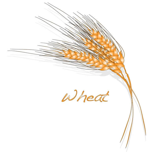 Wheat Illustration isolated on white. — Stock Photo, Image