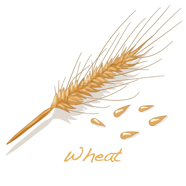 Иллюстрация пшеницы изолирована на белом . — стоковое фото