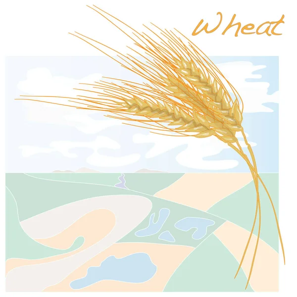 小麦の図は、白で隔離. — ストック写真