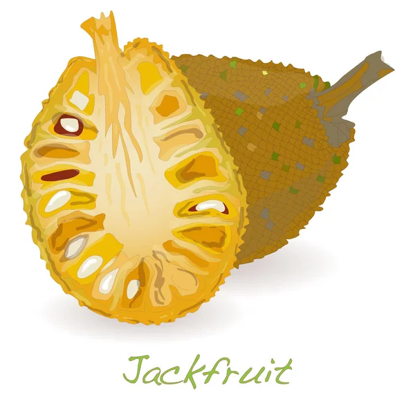 Jackfruit ilustracja na białym tle. — Zdjęcie stockowe