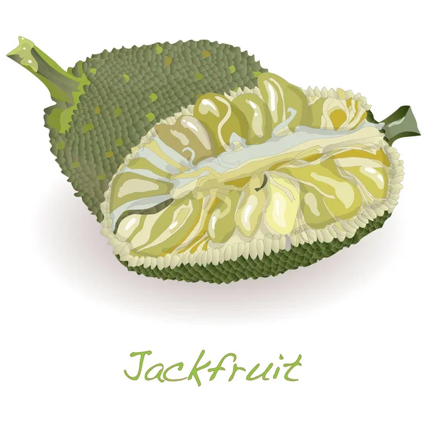 Jackfruit Ilustração isolado em branco . — Fotografia de Stock