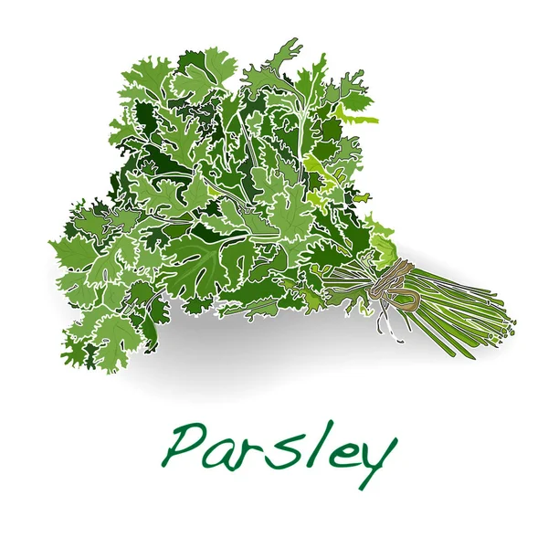 Fresh parsley Illustration isolated on white. — Stock Photo, Image