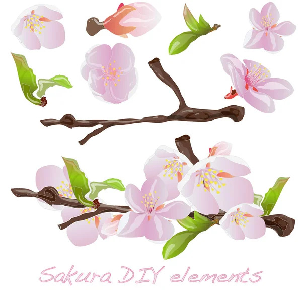 Sakura flores elementos. Ilustração isolada sobre branco . — Fotografia de Stock