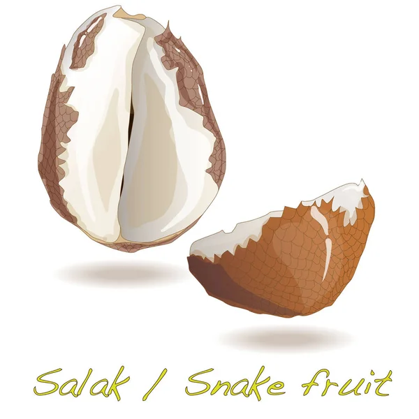 Salak / snake fruit illustration isoliert auf weiß. — Stockfoto