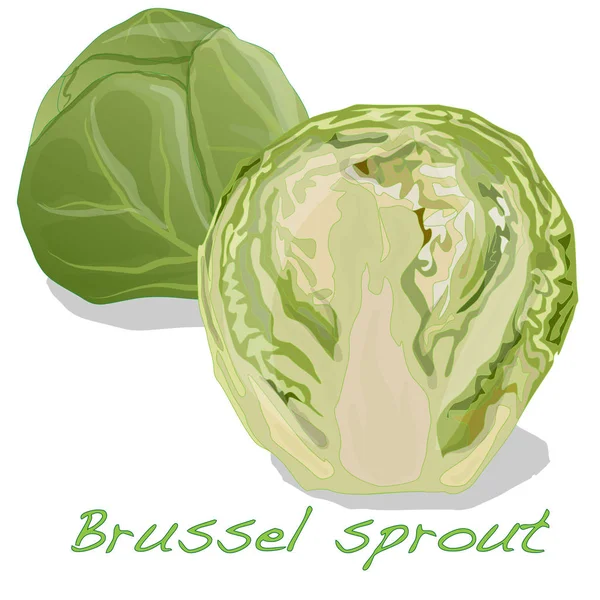 Brussel Sprout Ilustración aislada . —  Fotos de Stock