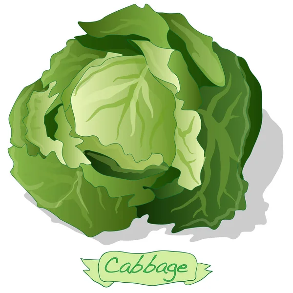 Cabbage vegetable Illustration isolated. — Stock Photo, Image