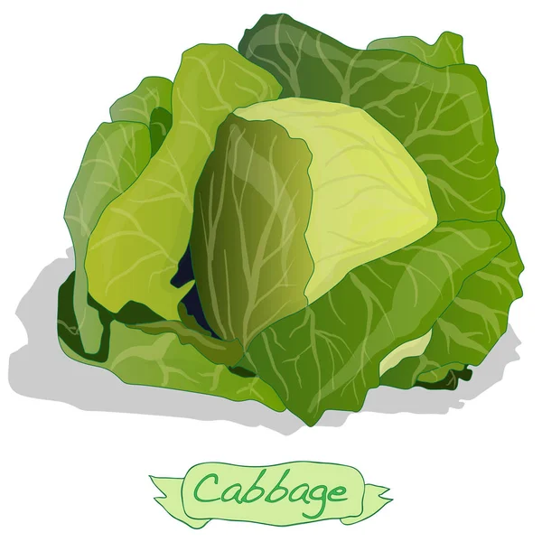 Kohl Gemüse Illustration isoliert. — Stockfoto