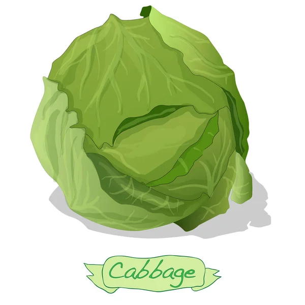 Cabbage vegetable Illustration isolated. — Stock Photo, Image