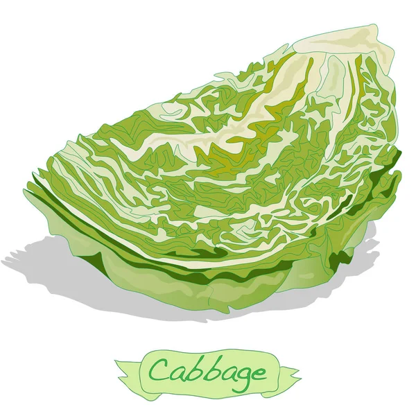 Kohl Gemüse Illustration isoliert. — Stockfoto