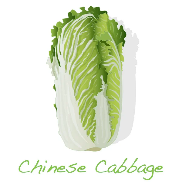 Fresh chinese cabbage Illustration isolated. — Stock Photo, Image