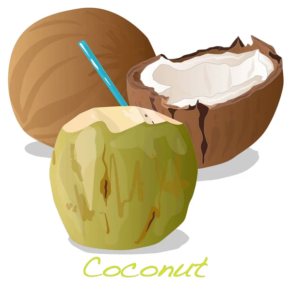 Coconut cut Illustration isolated. — Stock Photo, Image