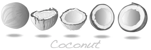 Coconut cut Illustration isolated. — Stock Photo, Image