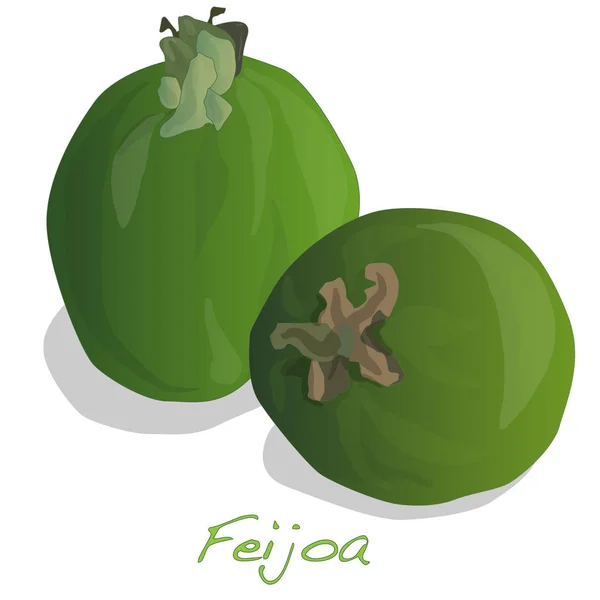 Fruta tropical feijoa Ilustração isolada . — Fotografia de Stock