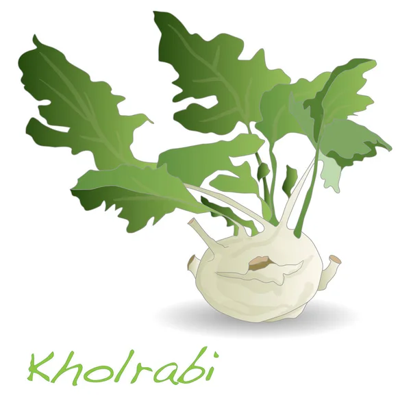 Fresh kohlrabi Illustration isolated. — Stock Photo, Image