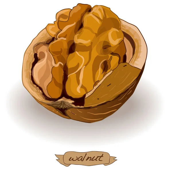Walnut isolated image on the white. — Stock Photo, Image
