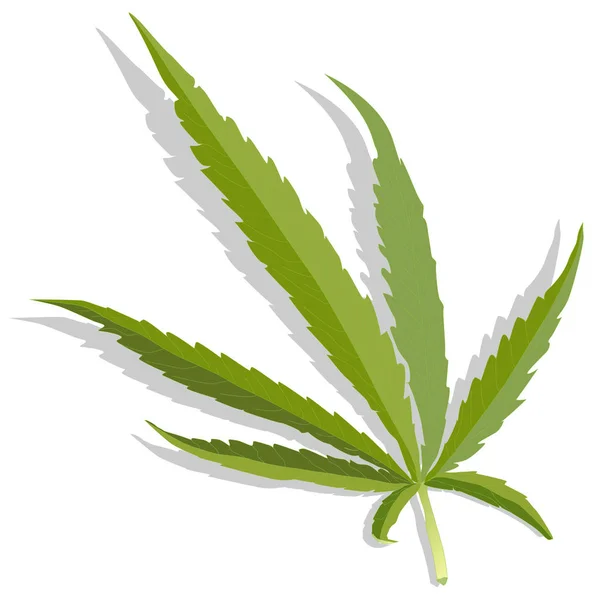 Cannabis daun. Ilustrasi diisolasi . — Stok Foto