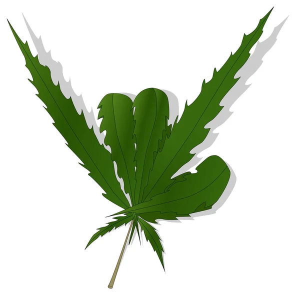 Cannabisblad isolerad på vit bakgrund — Stockfoto