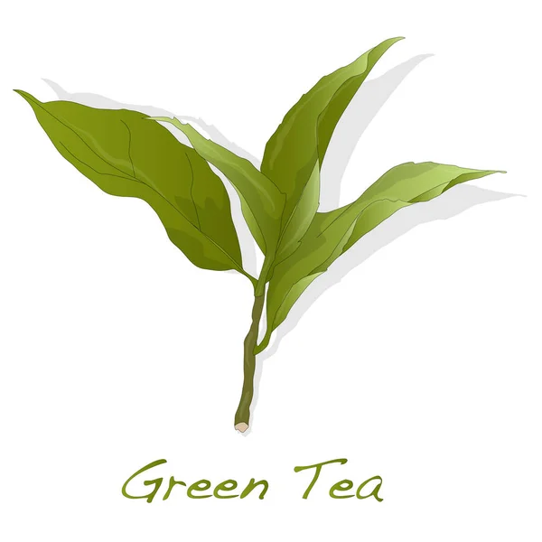 Hoja de té verde. Ilustración aislada . — Foto de Stock