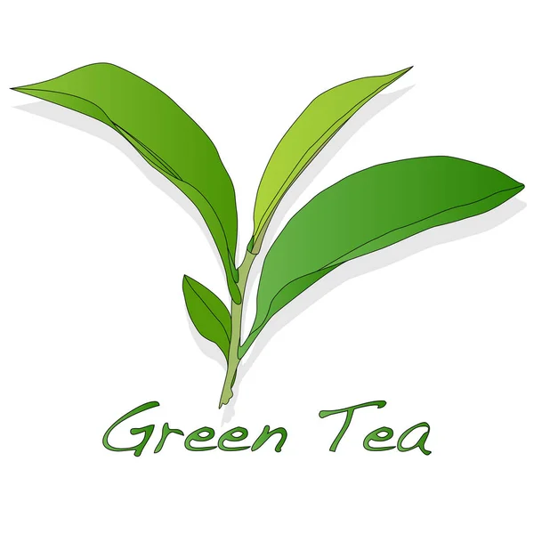 Hoja de té verde Ilustración aislada . —  Fotos de Stock