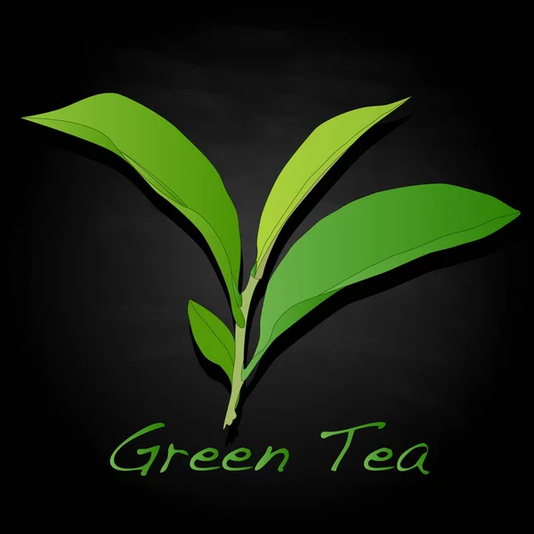 Green tea leaf  Illustration isolated.