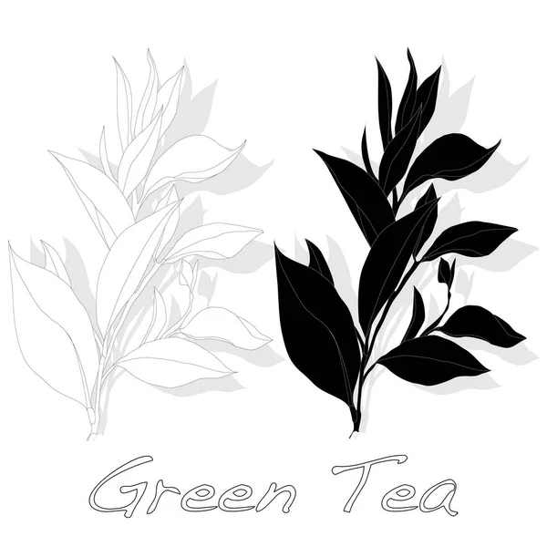 Πράσινο τσάι σε φύλλα εικονογράφηση απομονωμένες. — Φωτογραφία Αρχείου