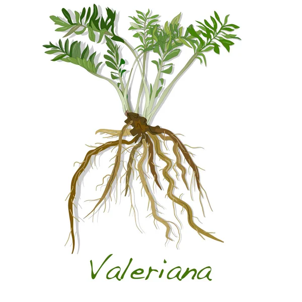 Валериана травяной вектор . — стоковое фото