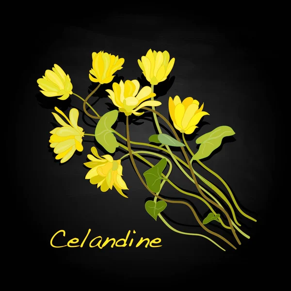 Erbe mediche. Celandine. Illustrazione isolata . — Foto Stock