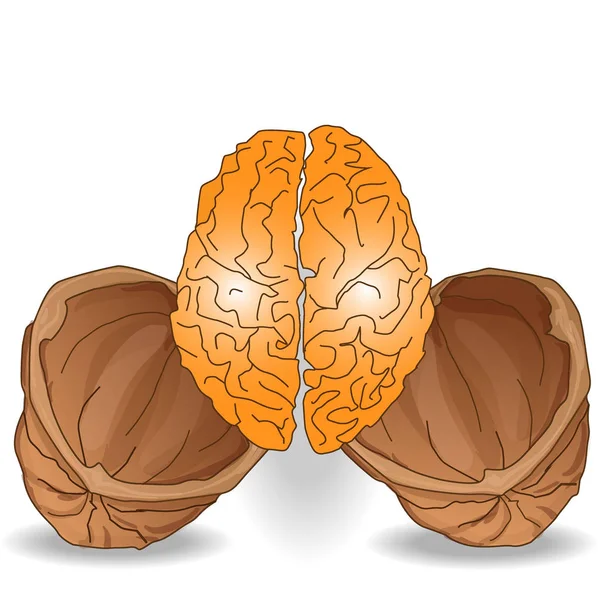 Walnut brain isolated on white background — Stock Photo, Image