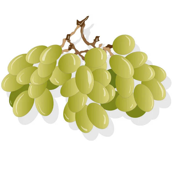 Ramo de uvas aisladas sobre fondo blanco — Vector de stock