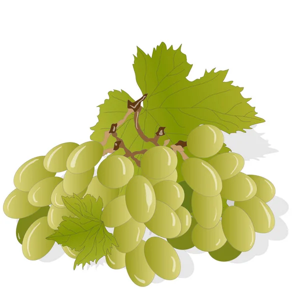 Cacho de uvas isolado no fundo branco — Vetor de Stock
