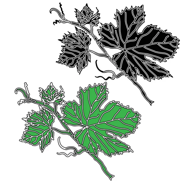 Druivenbladeren geïsoleerd op wit. — Stockvector