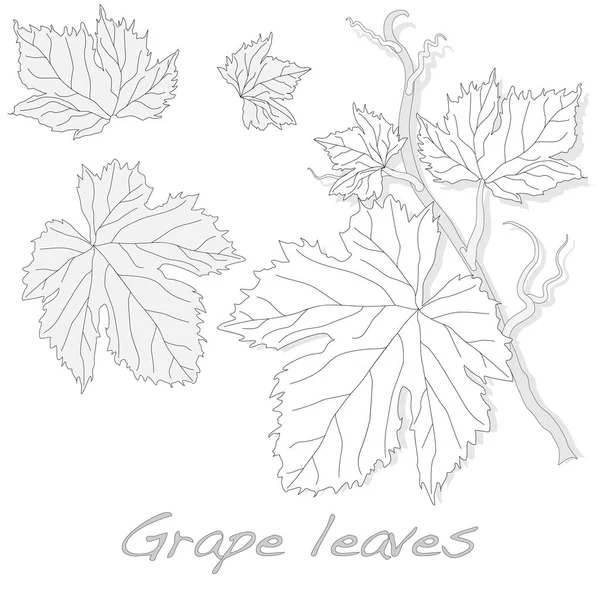 Листя винограду ізольовані на білому . — стоковий вектор